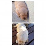 Lindas Fêmeas Golden Retriver- 31 dias de vida