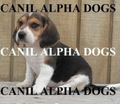 Beagle – Beagle Mini – Cães alto padrão