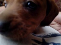 Basset dachshund – linguicinha – Teckel