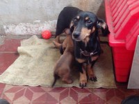 Basset dachshund – linguicinha – Teckel