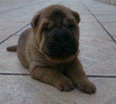 Sharpei Filhotes