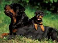 Filhotes Rottweiler