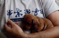 Basset dachshund – linguicinha – Teckel