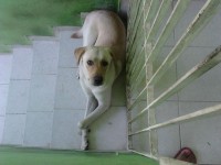 Filhote de Labrador Amarelo