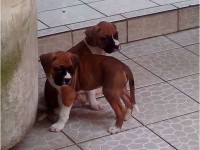 Vendem-se lindos filhotes de Boxer