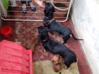 Basset dachshund – linguicinha – Teckel