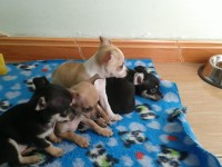 Vendo lindos filhotes Chihuahuas