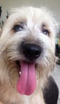 Cachorro para adoção
