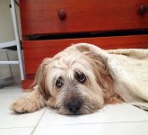 Cachorro para adoção