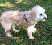 Cachorro para adoção