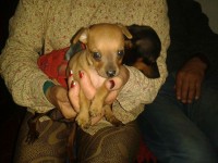 Vendo filhote de Pinscher