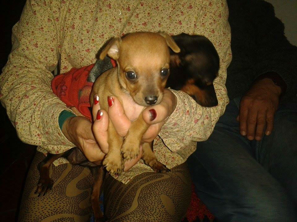 Vendo filhote de Pinscher Cachorros Brasil