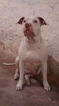 Pit Bull