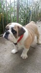 Lindo filhote Bulldog Inglês
