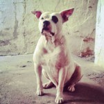 Pit Bull