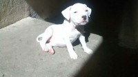Pit Bull