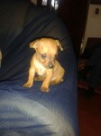 Vendo filhote de Pinscher