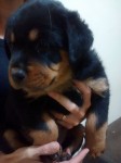 lindos filhotes de Rottweiler macho e fêmea