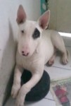 Bull Terrier