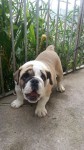Lindo filhote Bulldog Inglês
