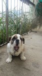 Lindo filhote Bulldog Inglês