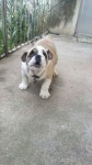 Lindo filhote Bulldog Inglês