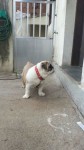 Lindo filhote Bulldog Inglês