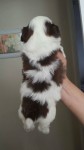 Filhote Macho de ShihTzu nascido dia 17 de julho