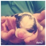 Beagles