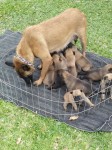 Vende-se Filhotes de Pastor Belga Malinois