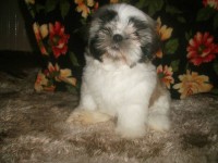 Shih tzus Femeas a pronta entrefa