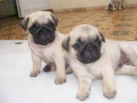 Lindos filhotes de pug