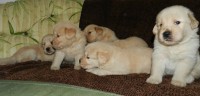 Lindos filhotes de golden retriever