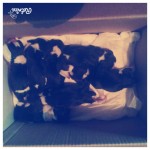 Beagles
