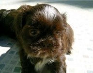Promoção do dia vendo cachorrinho da raça shih tzu com pedigree
