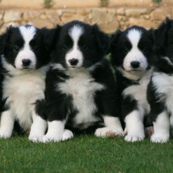 Border-Collie