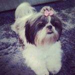 Vendo filhotes de shiu tzu ORIGINAL