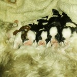Vendo filhotes de shiu tzu ORIGINAL