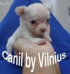 Chihuahua pelo longo minusculo – Canil by VilniusRJ