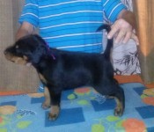 Filhotes de Doberman