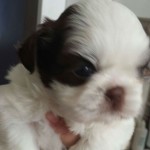 Filhote Macho de ShihTzu nascido dia 17 de julho