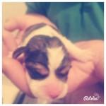 Beagles