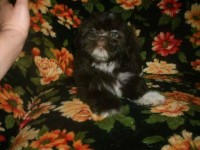 Shih tzus machos a pronta entrega