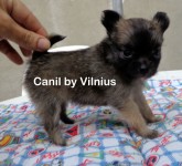 Chihuahua pelo longo bibelo  – Canil by VilniusRJ