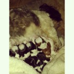 Vendo filhotes de shiu tzu ORIGINAL