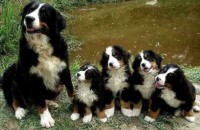 Lindos filhotes de bernese mountain