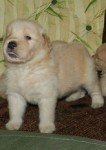 Lindos filhotes de golden retriever