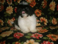 Shih tzus machos a pronta entrega