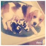 Beagles