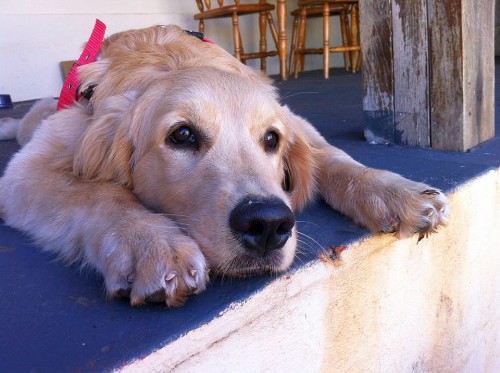 Luna - Cachorro do dia